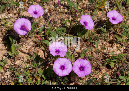 Mallow leaved bindweed, Mallow-leaved bindweed (Convolvulus althaeoides), blooming Stock Photo