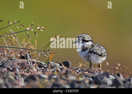 ringed plover (Charadrius hiaticula), chick, Iceland, Snaefellsnes Stock Photo