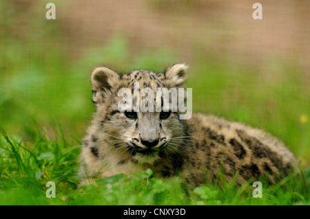 snow leopard (Uncia uncia, Panthera uncia), juvenile sitting in a green meadow Stock Photo