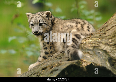 snow leopard (Uncia uncia, Panthera uncia), juvenile sitting on a tree trunk Stock Photo