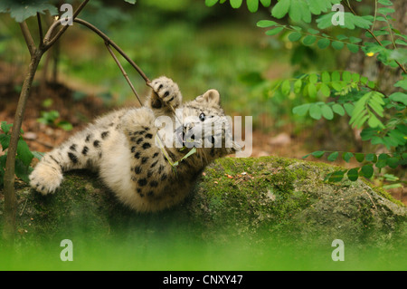 snow leopard (Uncia uncia, Panthera uncia), juvenile lying among mossy stones playfully chewing on a twig Stock Photo