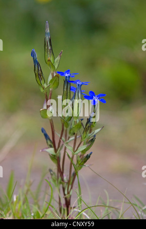 Alpine gentian (Gentiana nivalis), blooming, Iceland, Myvatn Stock Photo