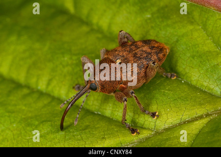 Nut weevil, Hazelnut weevil (Curculio nucum, Balaninus nucum), sitting on a leaf, Germany Stock Photo