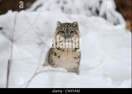 snow leopard (Uncia uncia, Panthera uncia), juvenile sitting in the snow Stock Photo