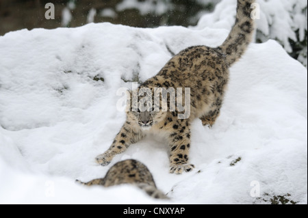 snow leopard (Uncia uncia, Panthera uncia), two juveniles in the snow Stock Photo
