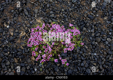 Arctic thyme (Thymus praecox ssp. arcticus, Thymus praecox arcticus), blooming, Iceland, Reykjanes Stock Photo