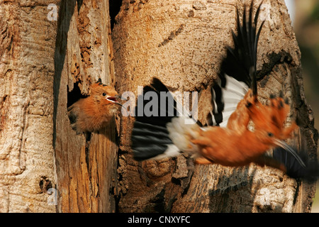 African Hoepoe (Upupa africana), female leaving the nest after feeding, Botswana, Moremi Game Reserve Stock Photo