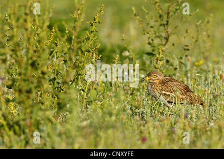 stone-curlew (Burhinus oedicnemus), sitting in a meadow, Turkey, Silifke, Goeksu Delta Stock Photo