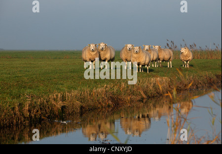 Texel sheep (Ovis ammon f. aries), group standing on pasture, Netherlands, Frisia Stock Photo