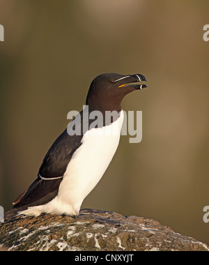 A Razorbill (Alca torda) with an open beak perching on a rock on Skomer ...