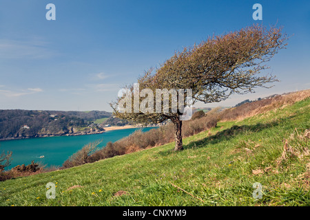 Salcombe Harbour from South Devon coast path with crooked tree, East Portlemouth, Devon, England, UK Stock Photo