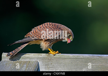 common kestrel (Falco tinnunculus), female with prey, Germany, North Rhine-Westphalia Stock Photo