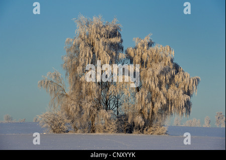 common birch, silver birch, European white birch, white birch (Betula pendula, Betula alba), single birch with hoar frost in evening light, Germany, Bavaria, Upper Palatinate Stock Photo