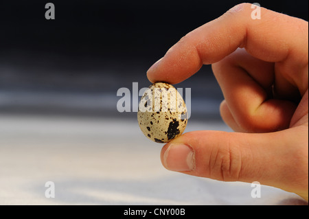 common quail (Coturnix coturnix), hand holding an egg Stock Photo