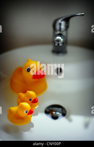 Duck and ducklings in bathroom sink Stock Photo