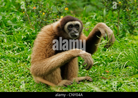 gray gibbon, Mueller's gibbon, Bornean Gibbon (Hylobates muelleri), sitting and feeding on the ground overgrown with foliage plants, Malaysia, Sabah, Kota Kinabalu, Borneo Stock Photo