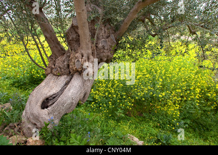 olive tree (Olea europaea ssp. sativa), old tree, Italy, Sicilia Stock Photo