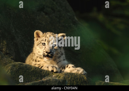 snow leopard (Uncia uncia, Panthera uncia), juvenile sitting on mossy rock Stock Photo