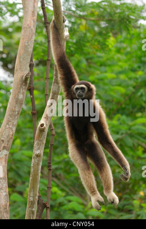 gray gibbon, Mueller's gibbon, Bornean Gibbon (Hylobates muelleri), hanging at a branch with one hand, Malaysia, Sabah, Kota Kinabalu, Borneo Stock Photo