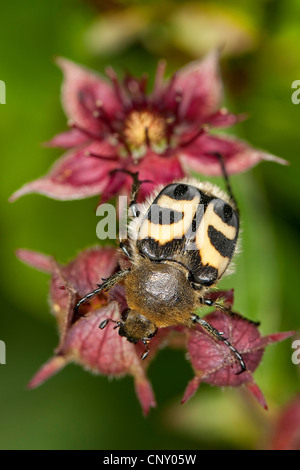 bee chafer, bee beetle (Trichius fasciatus), sitting on purple cinquefoil, Germany Stock Photo
