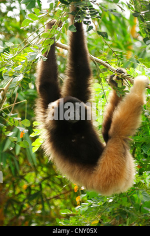 gray gibbon, Mueller's gibbon, Bornean Gibbon (Hylobates muelleri), hanging in branches, Malaysia, Sabah, Kota Kinabalu, Borneo Stock Photo