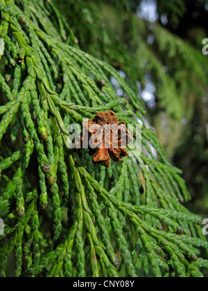 Lawson cypress, Port Orford cedar (Chamaecyparis lawsoniana), cone on a branch Stock Photo