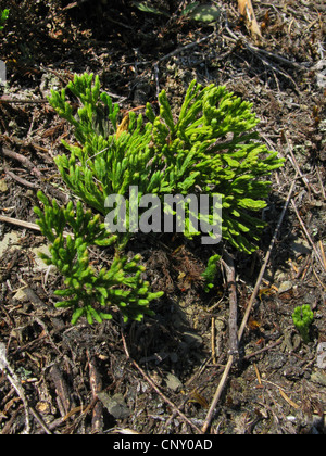 ground cedar, deep-root clubmoss (Diphasiastrum tristachyum, Diphasium tristachyum, Lycopodium tristachium ), individual on a mountain meadow, Germany, North Rhine-Westphalia Stock Photo