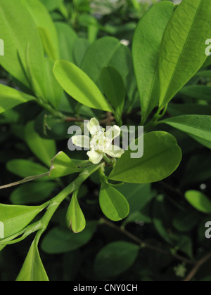cocaine, Bolivian coca (Erythroxylon coca, Erythroxylum coca), flower Stock Photo