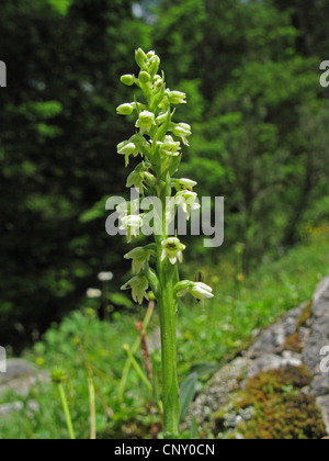 small-white orchid (Pseudorchis albida), blooming, Germany, Bavaria Stock Photo