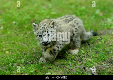 snow leopard (Uncia uncia, Panthera uncia), pup in a meadow Stock Photo