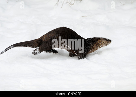 European river otter, European otter, Eurasian otter (Lutra lutra), walking over a snow field (NO PERMISSION FOR HUNTING TOPICS), Germany, Bavaria Stock Photo