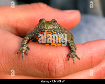 fire-bellied toad (Bombina bombina), in the hand of a child, Germany Stock Photo