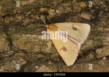 clouded buff moth (Diacrisia sannio), sitting on bark, Germany Stock Photo