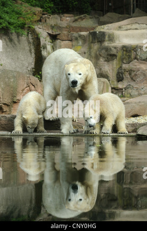 polar bear (Ursus maritimus), mother with pups in a zoo Stock Photo