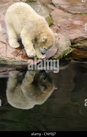 polar bear (Ursus maritimus), pup in a zoo