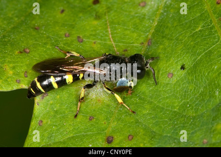 slender-bodied digger wasp (Crabro peltarius), male, Germany Stock Photo