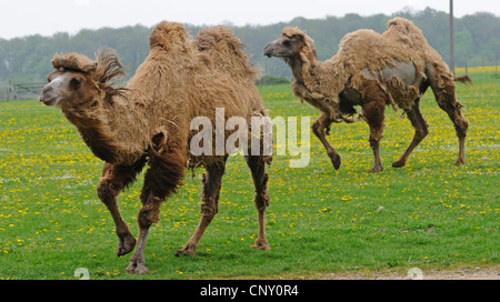 Bactrian camel, two-humped camel (Camelus bactrianus), two camels walking across a meadow, NOT AVAILABLE FOR HUNTING TOPICS Stock Photo