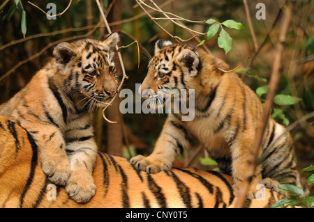 Siberian tiger, Amurian tiger (Panthera tigris altaica), two pups playing on the back of an adult Stock Photo