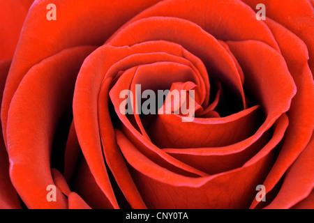 red rose Stock Photo