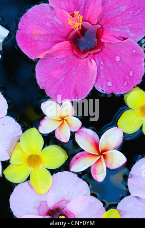 Chinese hibiscus (Hibiscus rosa-sinensis), Variety of tropical flowers floating in water Stock Photo