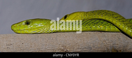 green mamba (Dendroaspis spec.), two Green Mambas on a branch Stock Photo