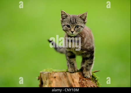 domestic cat, house cat (Felis silvestris f. catus), little kitten sitting on a tree snag, Germany Stock Photo