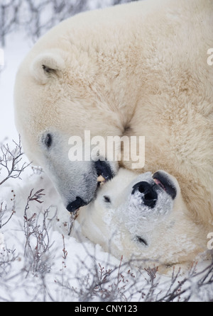 Polar Bears in Churchill, Manitoba Stock Photo