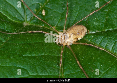 Harvestman (Mitopus morio), female, Germany Stock Photo