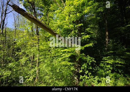 common beech (Fagus sylvatica), leaf shooting in a spring forest, Germany, Bavaria, Franken, Franconia Stock Photo