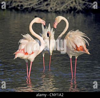 greater flamingo (Phoenicopterus roseus, Phoenicopterus ruber roseus), three birds standing in shallow water turned to each other, France, Camargue Stock Photo