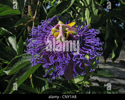 Passion flower (Passiflora 'Temptation', Passiflora Temptation, Passiflora incarnata x cincinnata), flower Stock Photo
