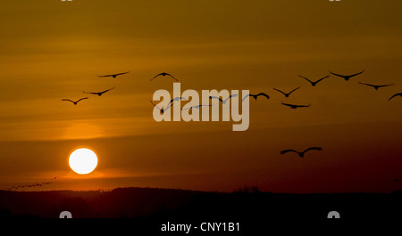 common crane (Grus grus), flying over Lake Hornborga, Sweden Stock Photo