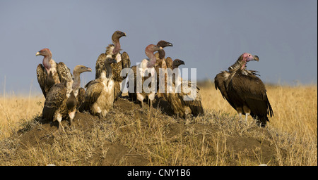 three species of vultures sitting together on an old termite hill after a meal, Kenya, Serengeti, Masai Mara National Park Stock Photo