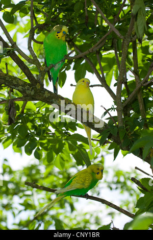 budgerigar, budgie, parakeet (Melopsittacus undulatus), sitting on a branch Stock Photo